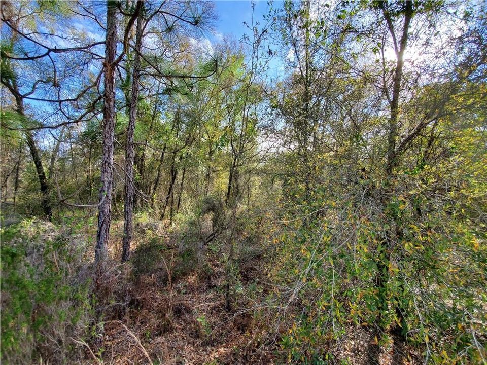 Recently Sold: $9,500 (1.25 acres)