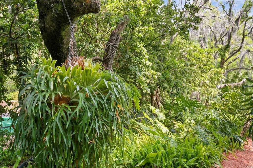 There's a large Staghorn fern hidden in the backyard walking trails