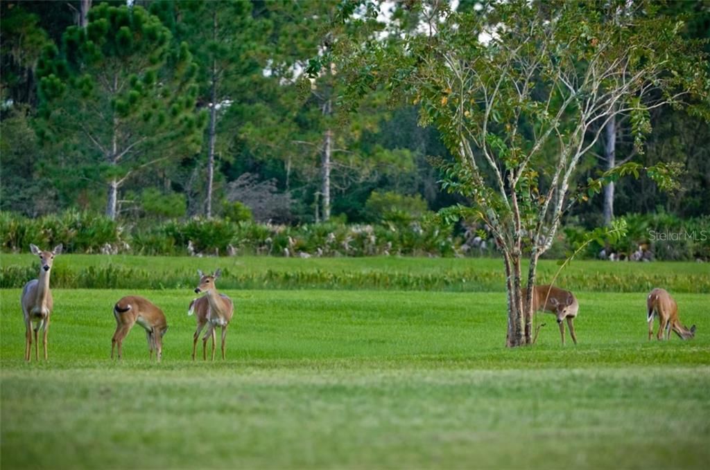 Wildlife abound in this secret haven located on the edge of Lakewood Ranch!