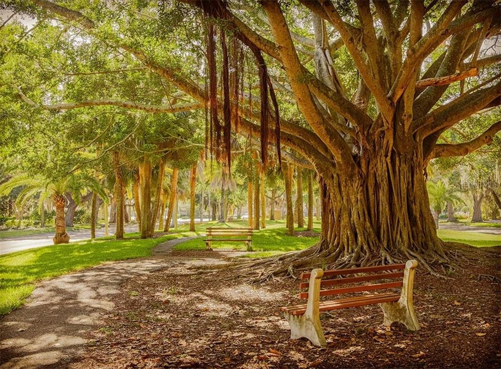 Banyan trees, great spot for a photo shoot downtown Venice.