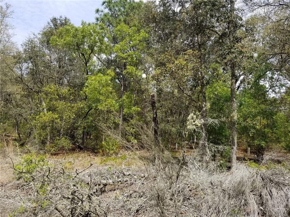 Recently Sold: $9,500 (1.01 acres)