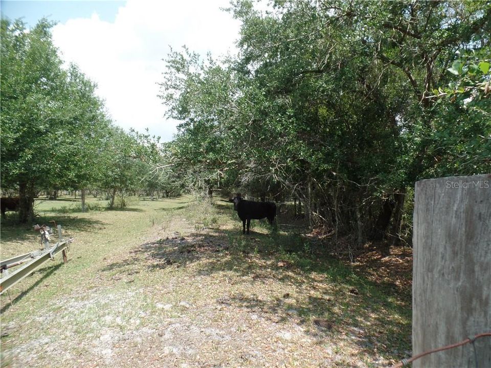 Pastures and trees