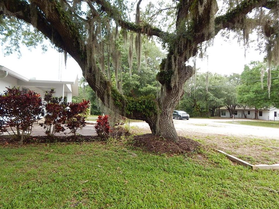 Front yard has two mature oak trees.