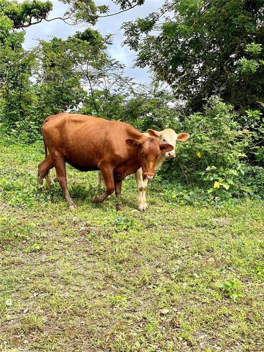 Недавно продано: $600,000 (54.00 acres)