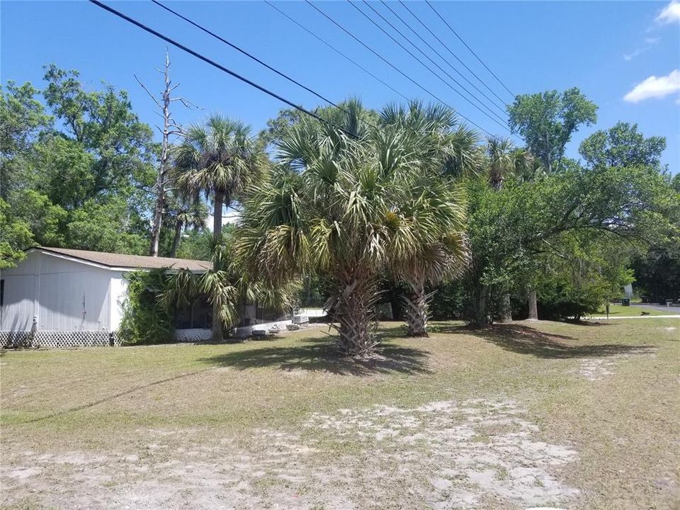 Several palm tree varieties.