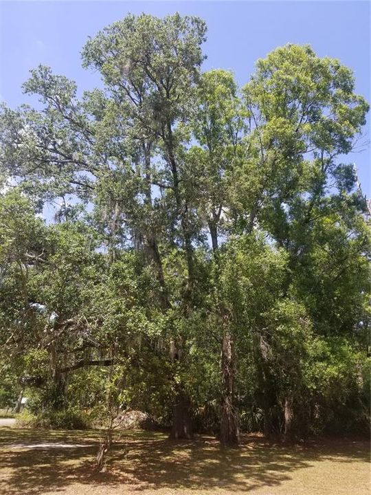 Mature, Majestic Oak trees grant relieving shade from the noonday sun!