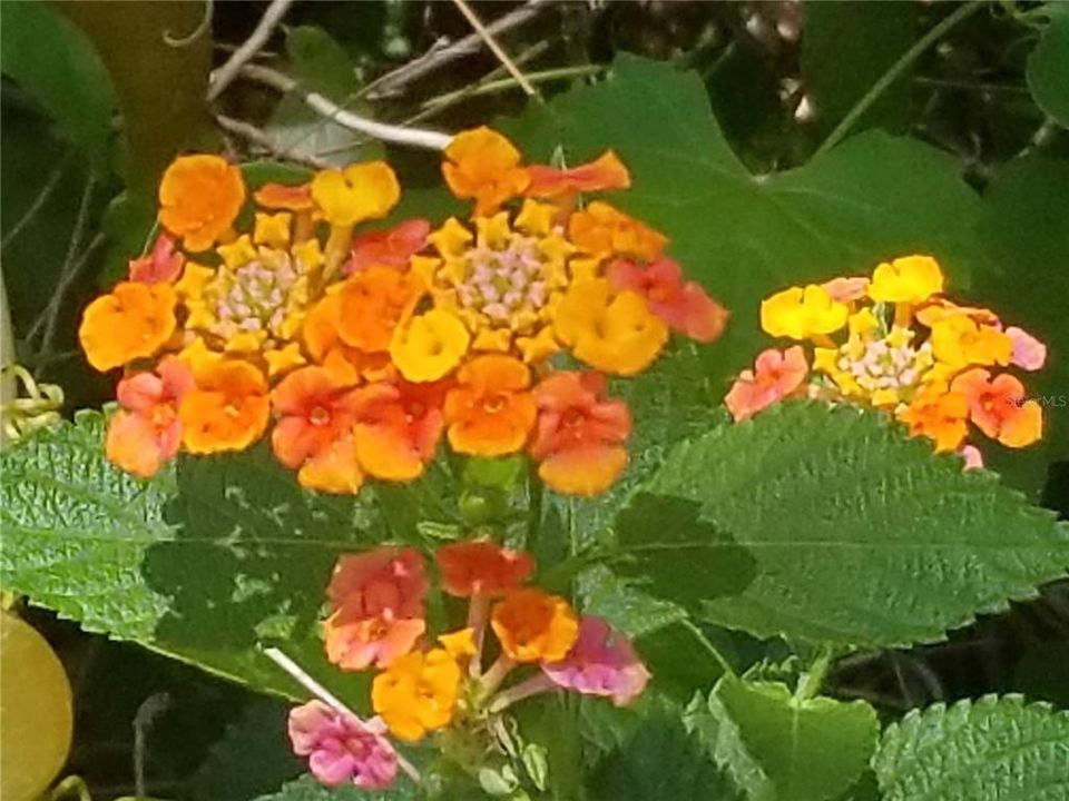 Butterflies are attracted to the sweet-smelling nectar and bright pink, yellow, and orange of the Lantana plant.