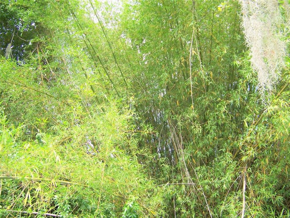 Bamboo Trees in Back Yard