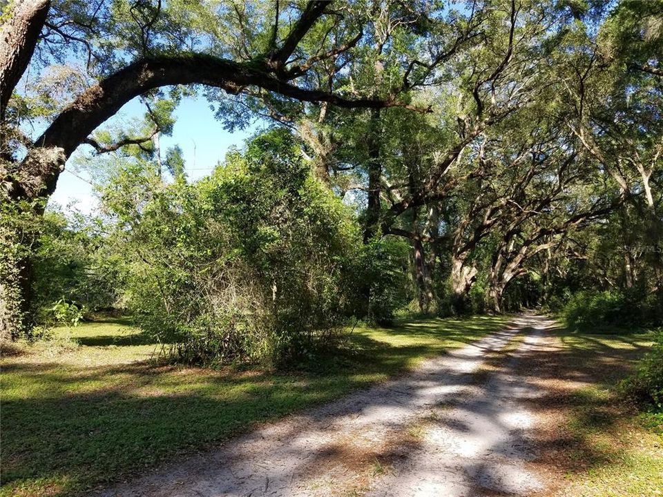 Beautiful Oak Lined Private Drive