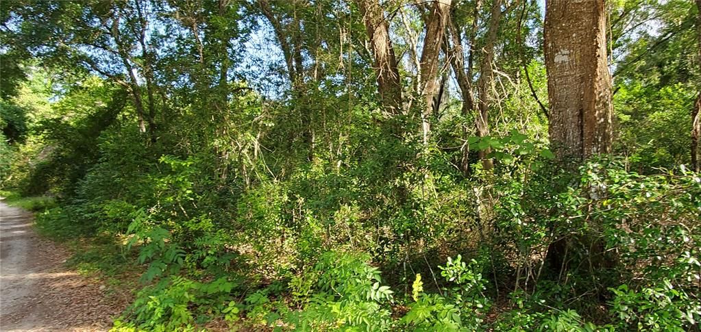 NW corner of land-but property corner is just to the left not in photo.