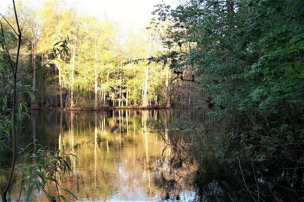 WIDE WITHLACOOCHEE RIVER