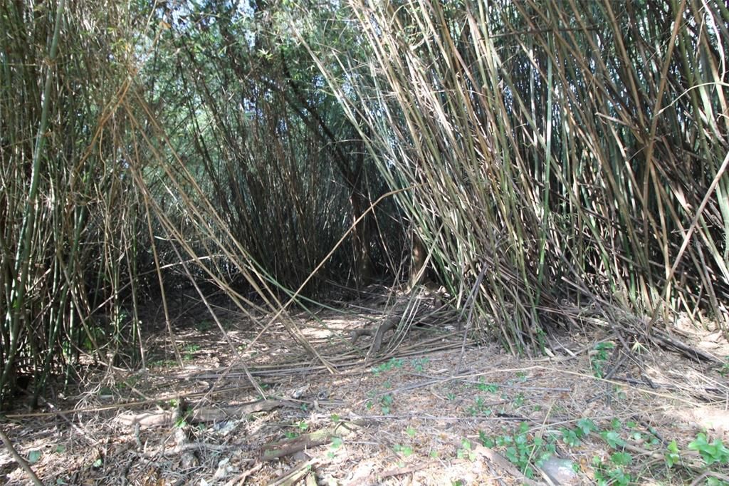 Thick growth of Bamboo