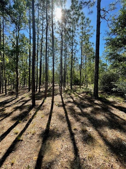 Недавно продано: $55,000 (1.23 acres)