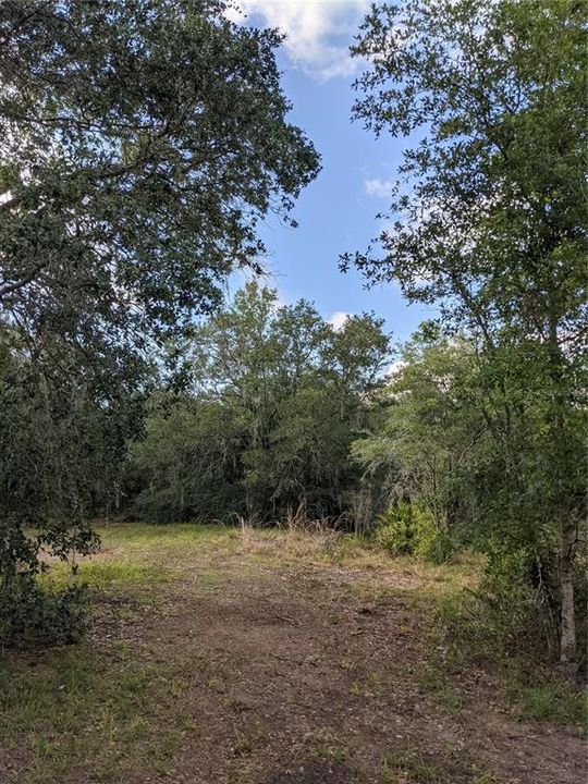 Cleared land surrounded by mature Florida hardwoods, Palmettos and wood flowers.