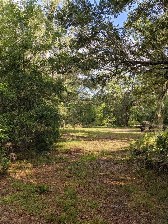 Cleared land in middle of property surrounded by Florida hardwoods, wood flowers and Palmettos