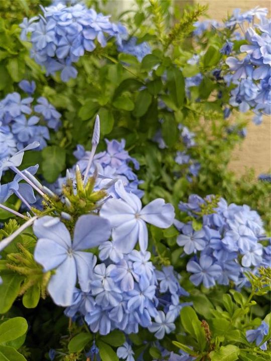 Large Evergreen Cape Leadwort with charming blue-violet flower clusters attract butterflies from spring through fall.