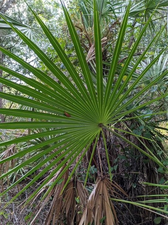 Tropical Saw Palmettos sprinkled between the Florida hardwoods and pines throughout 5.06 acres!