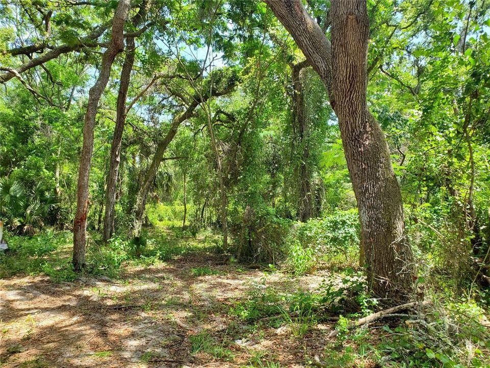 Wooded Privacy