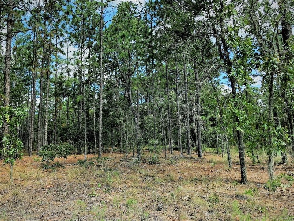 Recently Sold: $39,000 (1.38 acres)
