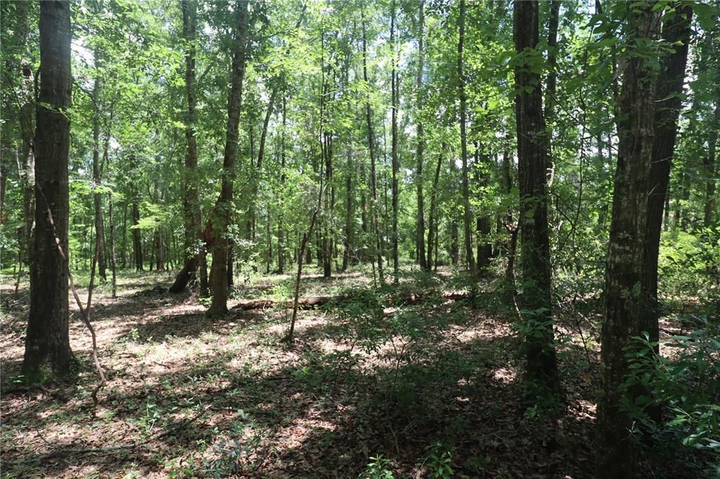 Recently Sold: $42,000 (5.53 acres)