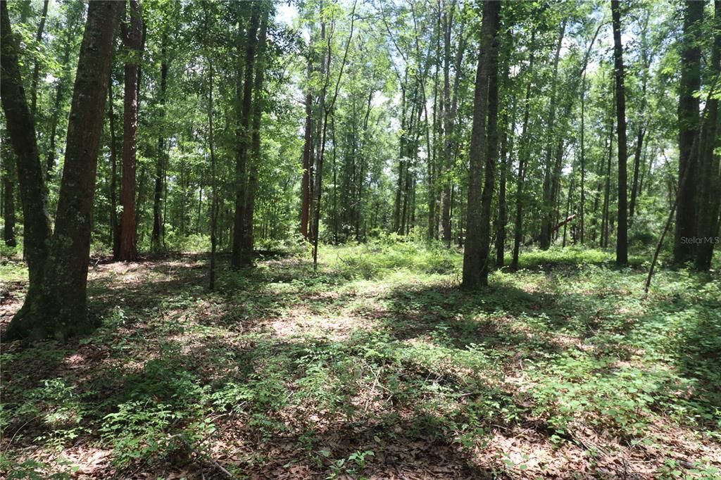 Recently Sold: $42,000 (5.53 acres)