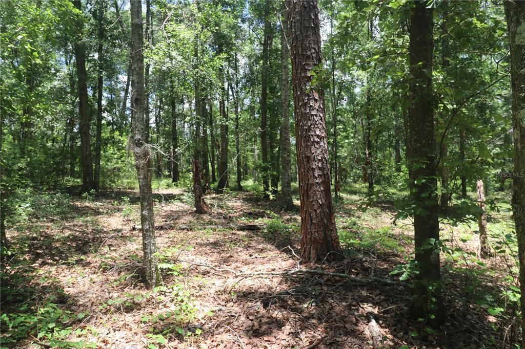 Recently Sold: $42,000 (5.53 acres)