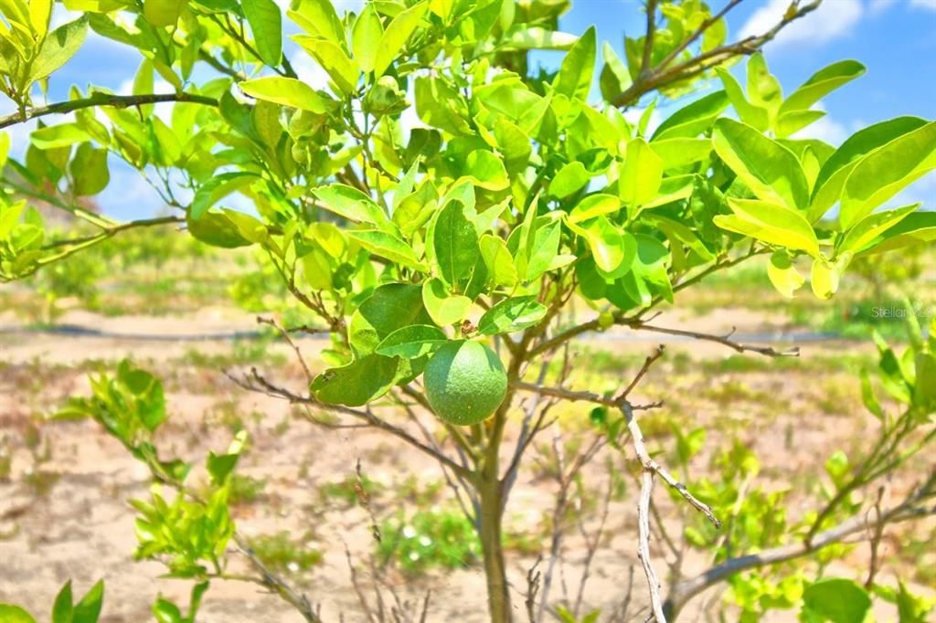 Недавно продано: $65,000 (4.24 acres)