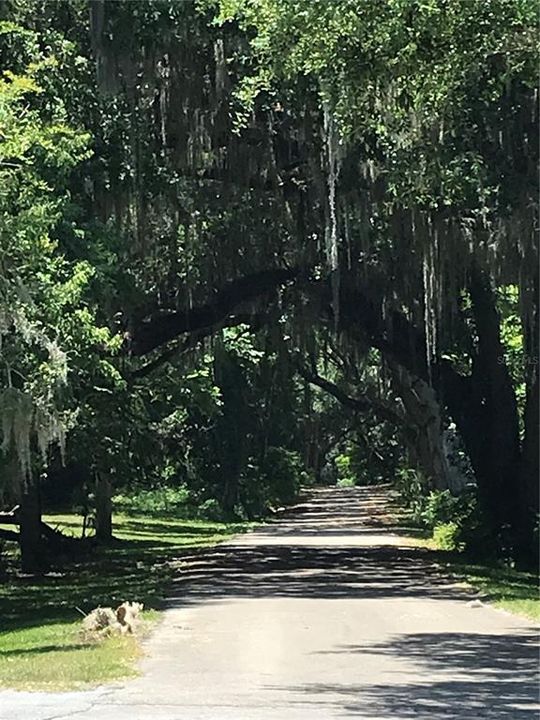 Street Scene..........very quiet neighborhood