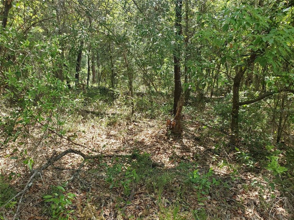 Recently Sold: $14,500 (0.99 acres)