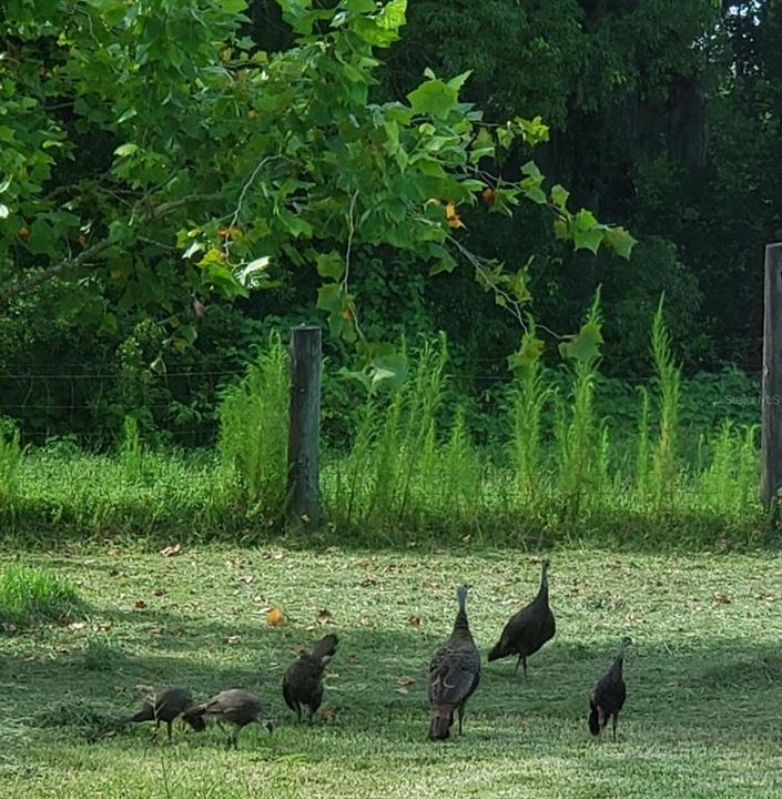 Just a turkey family passing by, enjoying the property