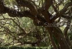 Property is covered with beautiful Live Oaks