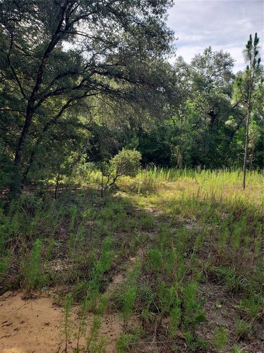 Recently Sold: $16,000 (1.01 acres)