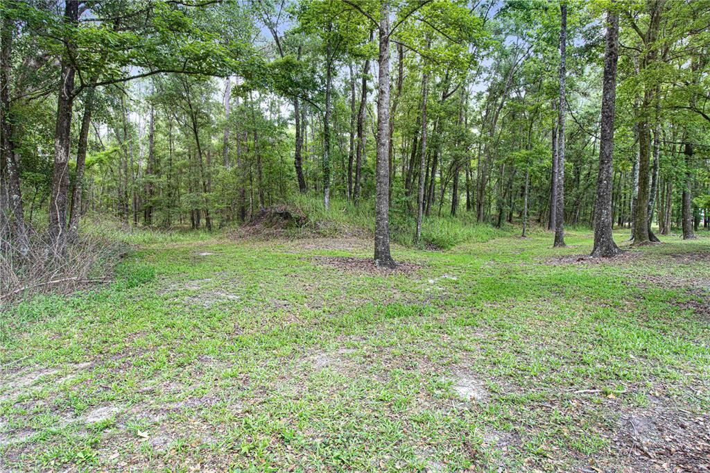 Wooded area behind home