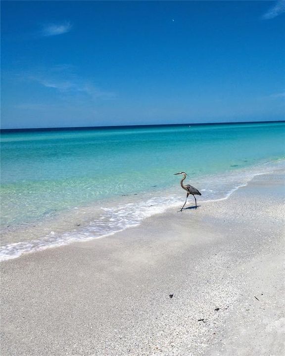 DON'T FORGET OUR BEAUTIFUL SANDY LOCAL GULF OF MEXICO BEACHES.  THIS BIRD SAYS THE WATER IS FINE.