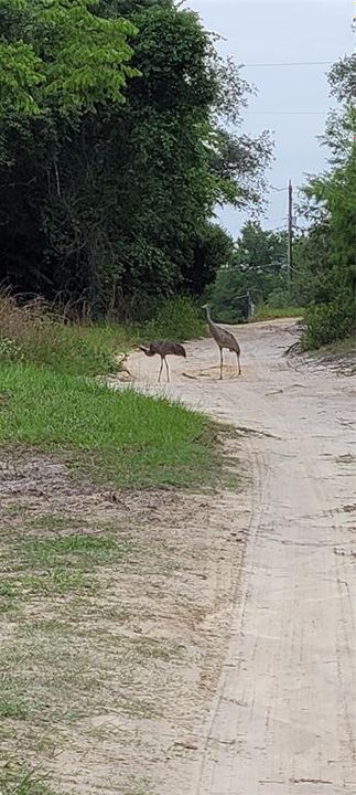 Sandhill Cranes