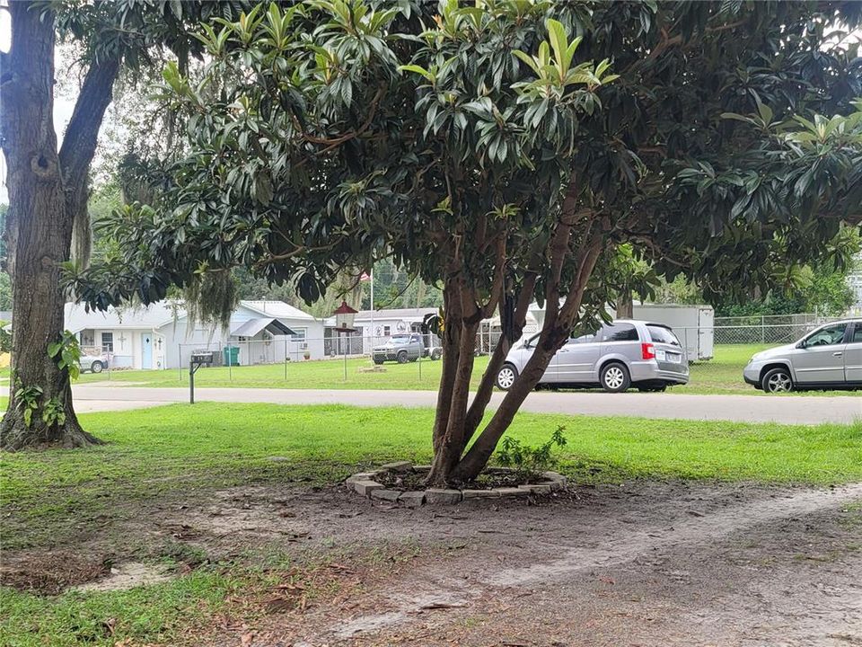 The loquat tree