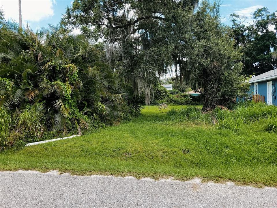 street front view showing oak tree and native palm type bush to the left