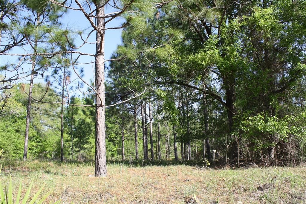 Recently Sold: $30,000 (2.28 acres)