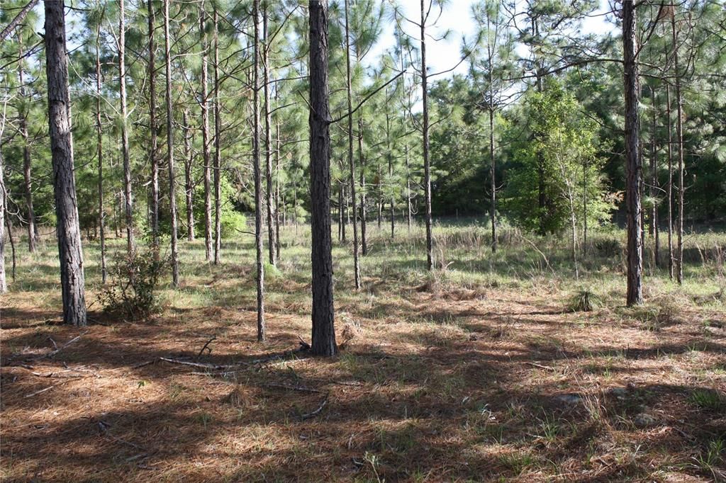 Recently Sold: $30,000 (2.28 acres)