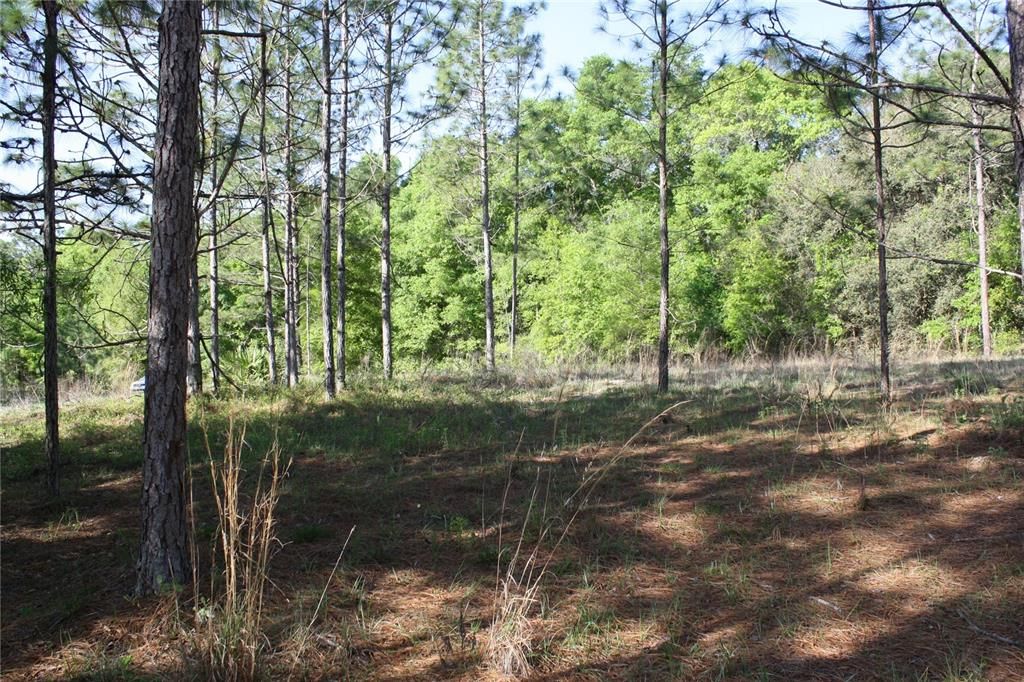 Recently Sold: $30,000 (2.28 acres)