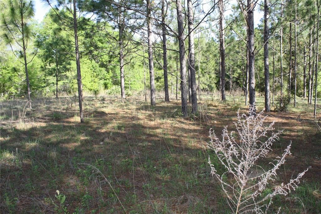 Recently Sold: $30,000 (2.28 acres)