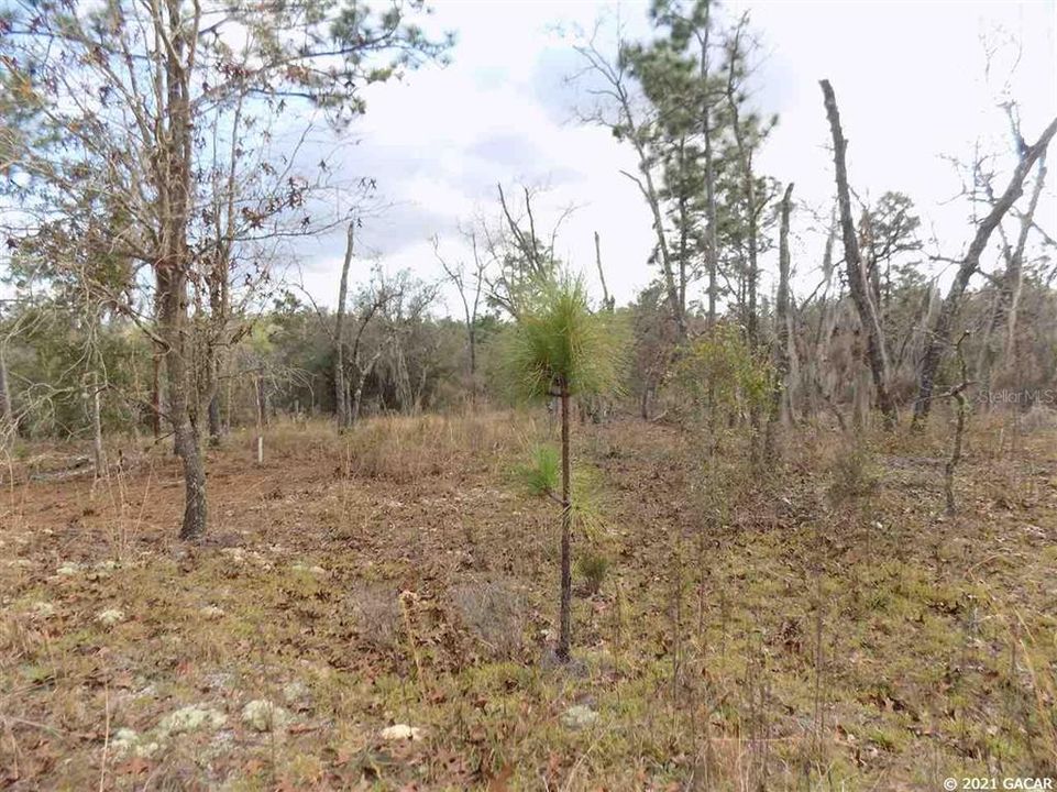 En Venta: $24,900 (0.84 acres)