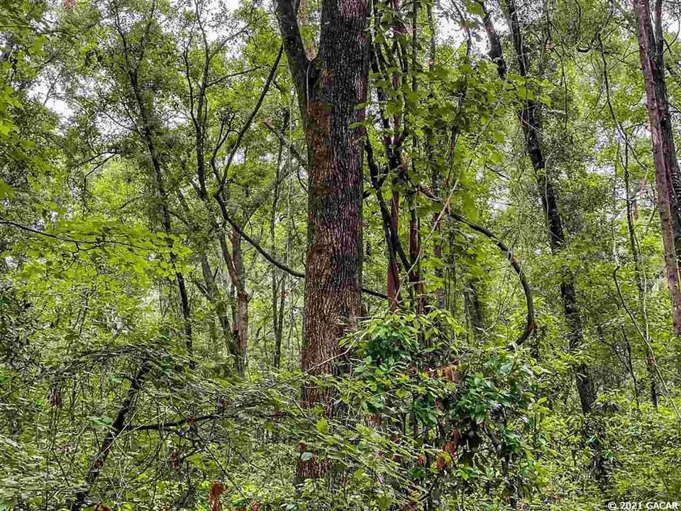 Недавно продано: $160,000 (12.50 acres)