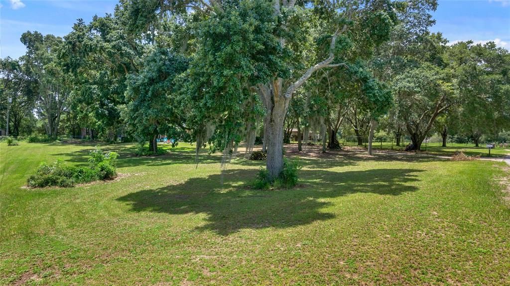 Beautiful Oaks on property