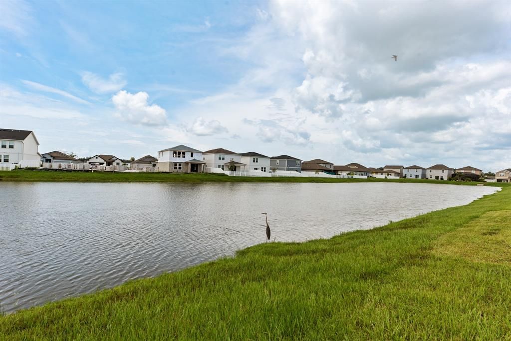 pond view