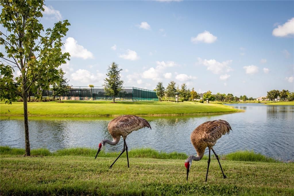 Our sandhill crane residents