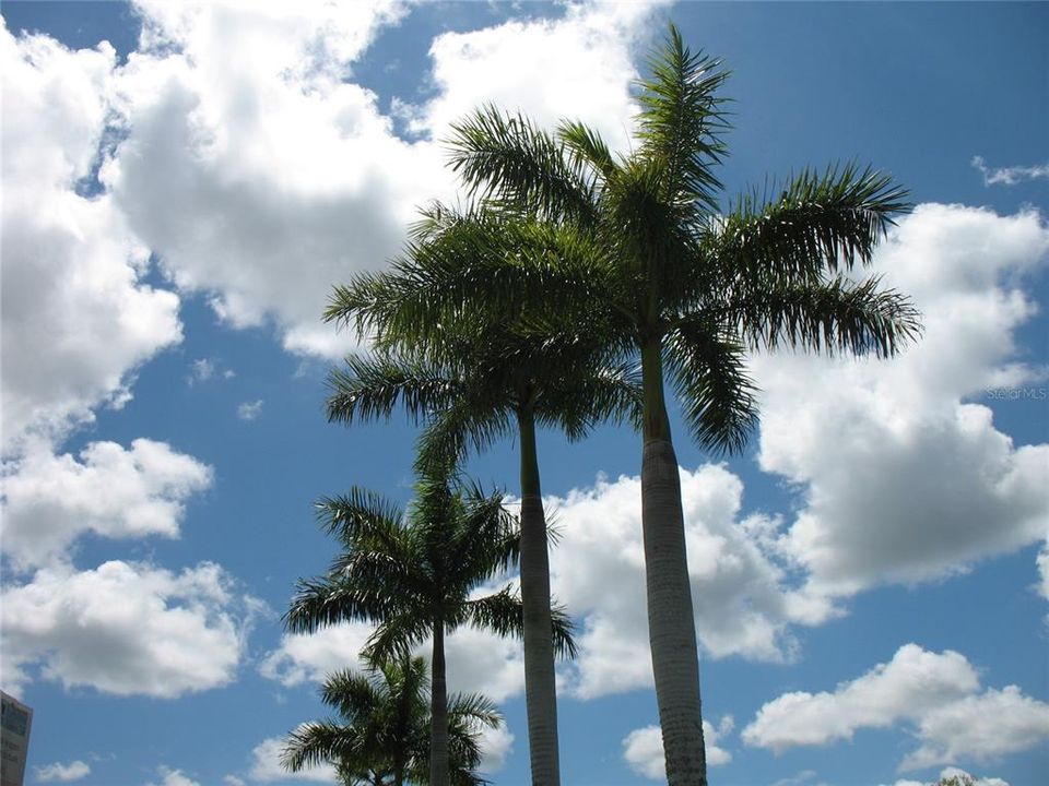 Beautiful Florida Skies