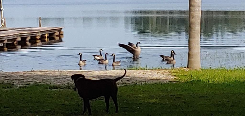Enjoy the Canadian geese