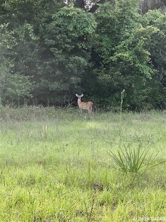 Vendido Recientemente: $115,000 (8.45 acres)