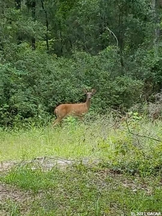 Vendido Recientemente: $160,000 (1.47 acres)